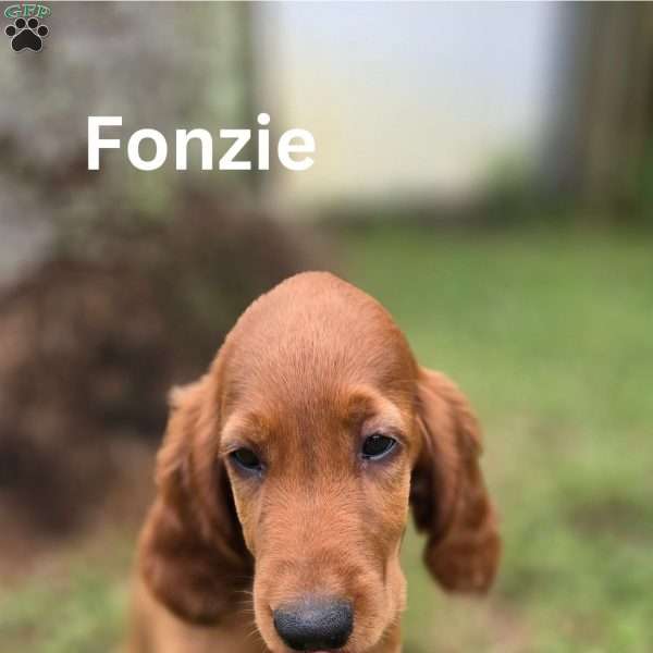 Fonzie, Irish Setter Puppy